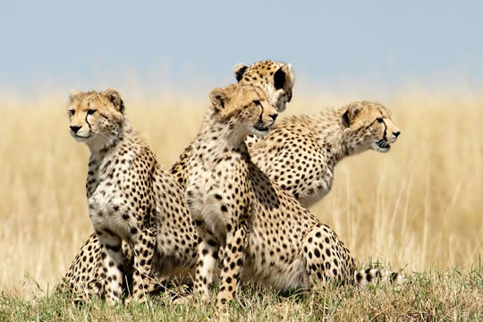 6 Days Tsavo East, Tsavo West, Amboseli, Lake Nakuru and Masai Mara Safari